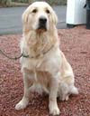 Golden Retriever dog